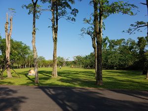 宜蘭寵物友善景點 宜蘭羅東運動公園