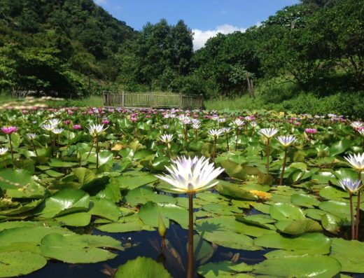 基隆寵物友善景點-苓蘭生態農園