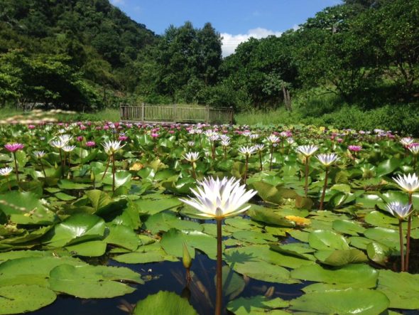 基隆寵物友善景點-苓蘭生態農園