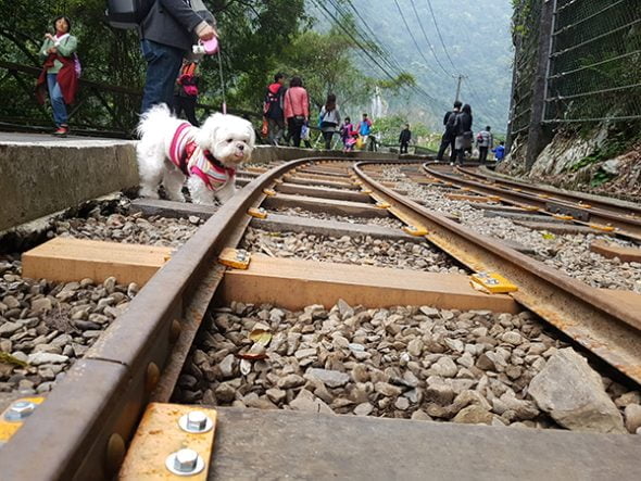 petsyoyo寵遊網－烏來觀光台車