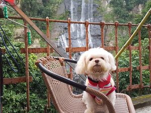 petsyoyo寵遊網－泰雅馬告咖啡