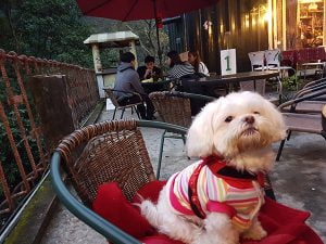 petsyoyo寵遊網－泰雅馬告咖啡