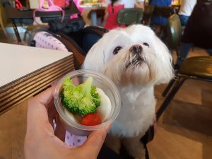 petsyoyo寵遊網－象園咖啡(內湖店)