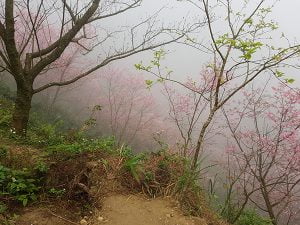 petsyoyo寵遊網－熊空櫻花林