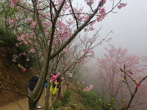 petsyoyo寵遊網－熊空櫻花林