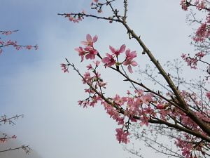 petsyoyo寵遊網－熊空櫻花林