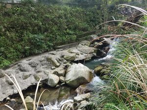 petsyoyo寵遊網－熊空櫻花林