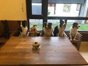 桃園寵物友善餐廳-Coffee okane