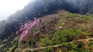 petsyoyo寵遊網－熊空櫻花林