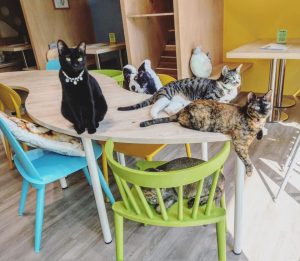 桃園寵物餐廳-毛來了 FURRY FURRY 寵物餐廳