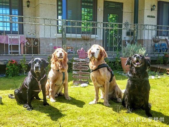 petsyoyo寵遊網－雅迷蘇達-花蓮寵物友善民宿
