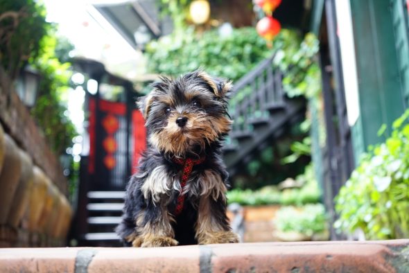 petsyoyo寵遊網－阿妹茶樓