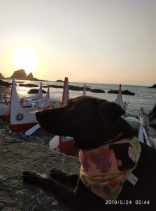 petsyoyo寵遊網－蘭嶼