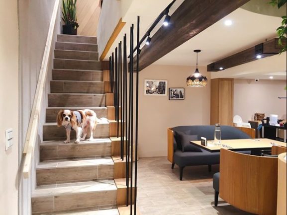 petsyoyo寵遊網－Mao Mao Lee 李毛毛 寵物餐廳