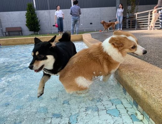 台中寵物友善餐廳。寵物遊樂園-Le Chien樂享森活