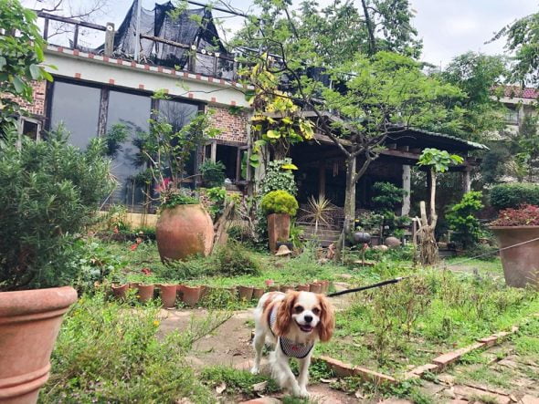高雄寵物友善餐廳-雅植歐洲香草園