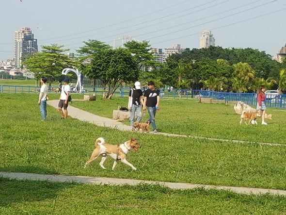 新北永和寵物友善景點-綠寶石寵物公園