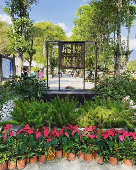 花蓮瑞穗寵物友善景點-瑞穗牧場_ mei_h.c 提供