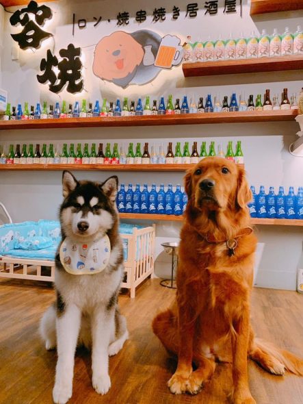 台中市南屯寵物友善餐廳-容燒居酒屋