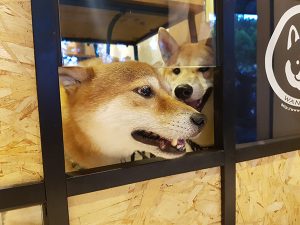 新北永和寵物友善餐廳 捲尾巴寵物友善餐廳