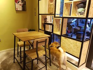 新北永和寵物友善餐廳 捲尾巴寵物友善餐廳