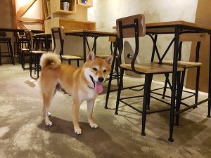 新北永和寵物友善餐廳 捲尾巴寵物友善餐廳