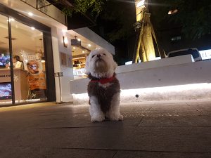 台北市公館寵物友善餐廳 貮樓