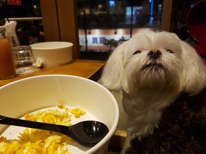 台北市公館寵物友善餐廳 貮樓