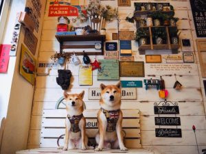 新北板橋寵物友善餐廳-Petit Tuz 小兔子鄉村輕食雜貨鋪_比比的祕密花園提供