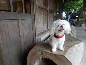 petsyoyo寵遊網－宜蘭寵物友善景點 羅東林業文化園區