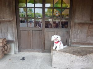 petsyoyo寵遊網－宜蘭寵物友善景點 羅東林業文化園區