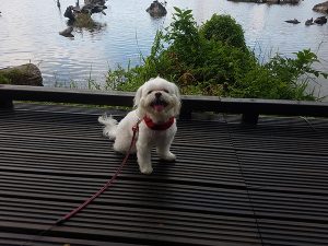 petsyoyo寵遊網－宜蘭寵物友善景點 羅東林業文化園區