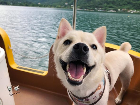 petsyoyo寵遊網-花蓮壽豐寵物友善景點-花蓮鯉魚潭風景區_ bear.wen_2019提供