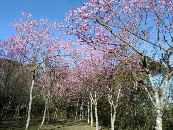 新竹關西寵物友善景點-馬武督探索森林