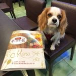 高雄旗津寵物友善餐廳_老街小巷咖啡簡餐_查理士小獵犬提供