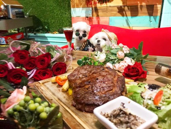 petsyoyo寵遊網-台南中西寵物友善餐廳 Ai-Wei-Bistro愛薇餐酒館