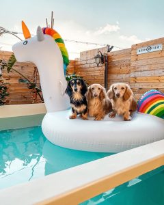 屏東墾丁寵物友善民宿-墾丁寵物 Villa。獒游邊境