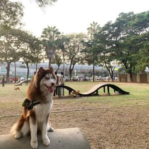 高雄苓雅寵物友善景點-高雄狗狗運動公園_ocean.baby_提供