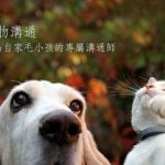 動物溝通初階～成為自家毛小孩的專屬溝通師