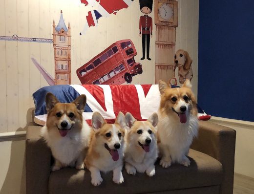 英倫王子悠閒時光寵物旅館