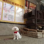 petsyoyo寵遊網-新北三芝2號倉庫咖啡館