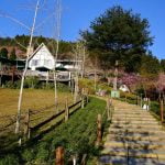 新竹五峰寵物友善景點-山上人家森林農場_小珊珊提供
