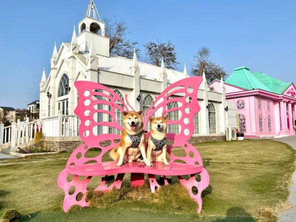 彰化寵物友善景點-琉璃仙境_比比的祕密花園提供