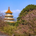 新北淡水寵物友善景點-天元宮_小珊珊提供