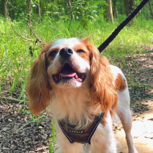 Picture of _查理士小獵犬