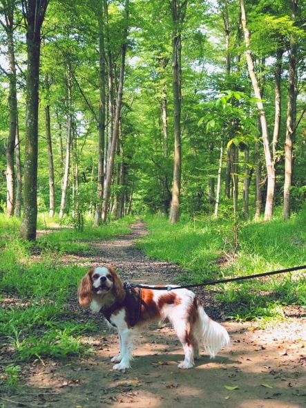 台南寵物友善景點_虎山林場_查理士小獵犬提供