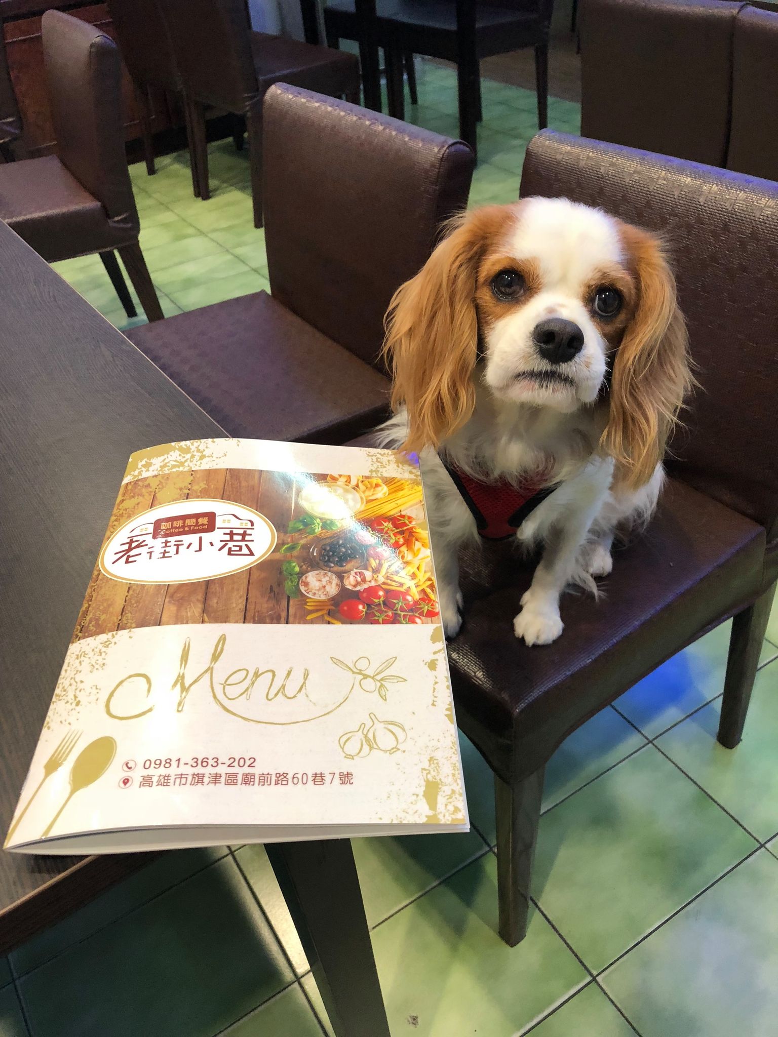 petsyoyo寵新聞-高雄旗津寵物友善餐廳 老街小巷咖啡簡餐 查理士小獵犬提供
