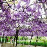 新北淡水寵物友善景點-紫藤咖啡園_Yu Ching提供