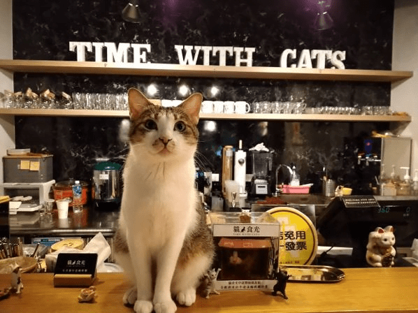 petsyoyo寵新聞-貓食光 Time With Cats 貓咪中途咖啡廳 Paw-Dreamer提供