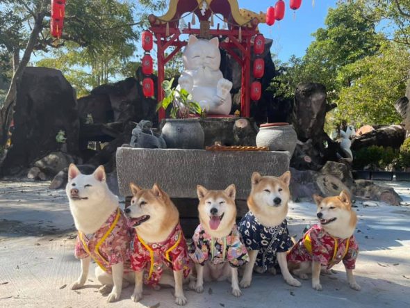 台中北屯寵物友善景點-海灣樂世界_比比的祕密花園提供